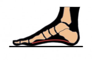 the structure of the foot