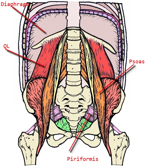 The Role of the Psoas in Walking