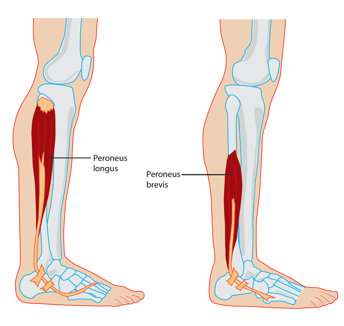 Fibularis Brevis and Fibularis Longus