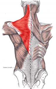 The trapezius is a broad diamnod shaped muscle of the upper back
