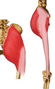 The Gluteus Maximus is often used incorrectly in yoga and in life.