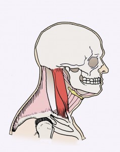 The SCM and Trapezius are both messed up by forward head posture