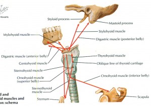 hyoid bone