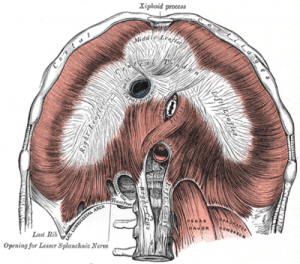 The diaphragm is the main muscle of breathing