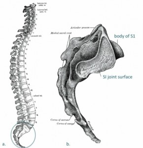 sacrum and spine and coocyx