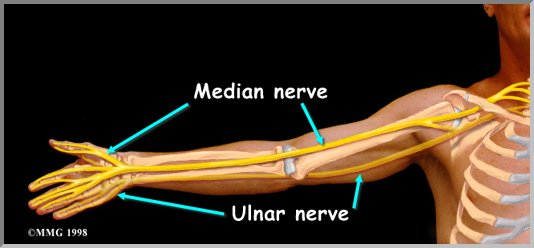 carpal-tunnel-syndrome-and-the-median-nerve