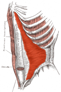 Trasnverse abdominis function supports the lower spine and helps with back pain.