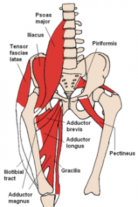 what are the hip flexors