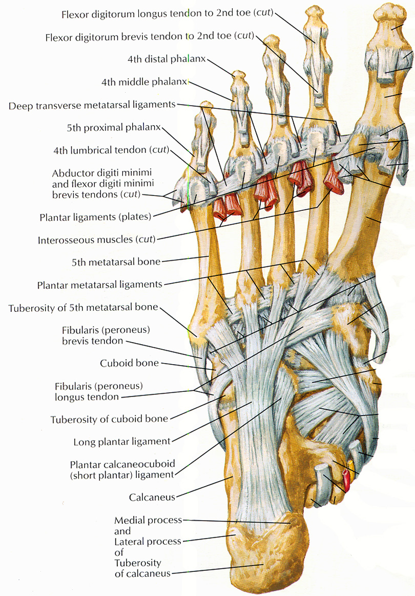 Foot Tendon Diagram Notes on Anatomy and Physiology Using Imagery to