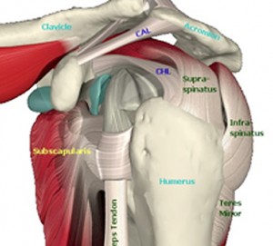 Rotator Cuff Injury: The Supraspinatus Muscle