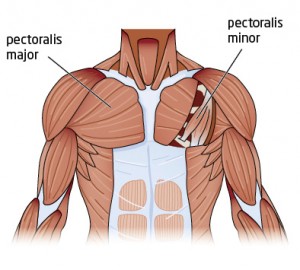 the pectoralis minor is overused in forearm plank