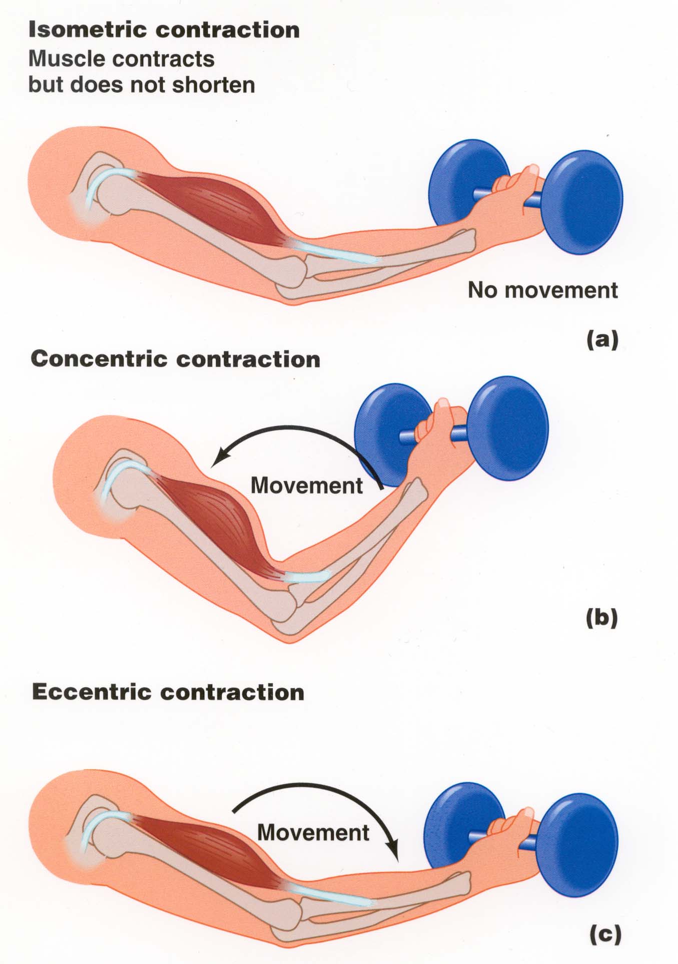 how-do-muscles-contract