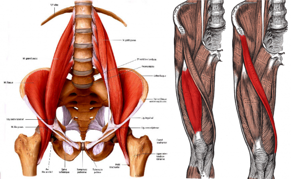 Three hip flexors: Iliopsoas, Sartorius and Rectus Femoris