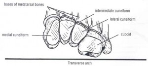 transverse arch of the foot