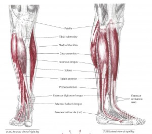 the tibialis anterior muscle