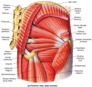 gluteus maximus and other hip rotators.
