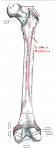 gluteus maximus muscle insertions