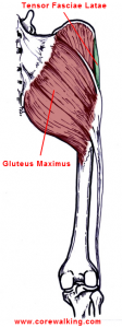 gluteus maximus muscle