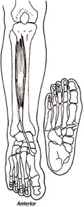the tibialis anterior muscle