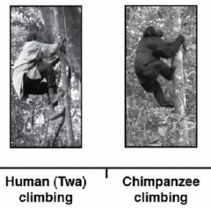 chimp feet