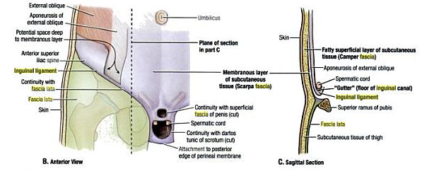 inguinal-ligament-pain-corewalking