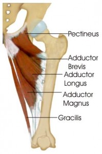 Adductor Muscles of the Thigh