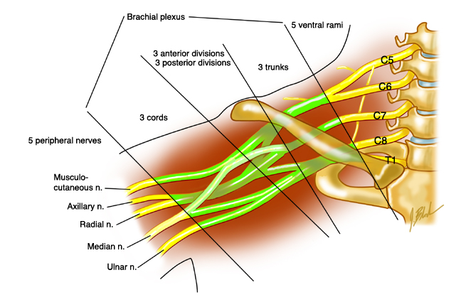 Brachial Plexus Cervical Sympathetic Trunk Brachial Plexus Nerves Images