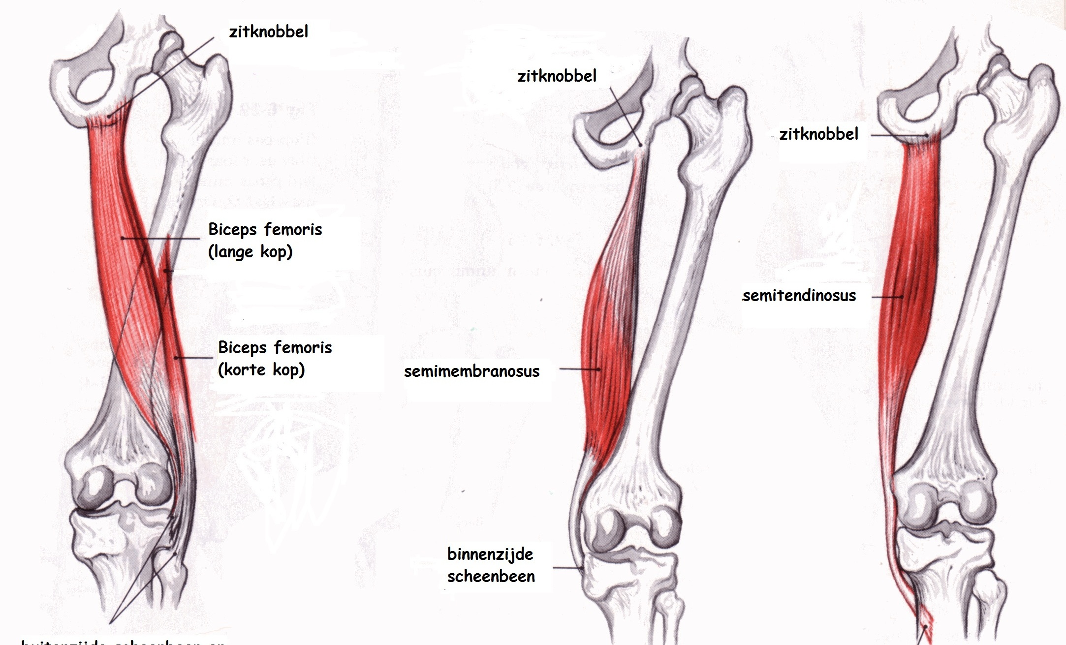 Why Do People Have Tight Hamstrings 