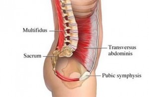 The transverse abdominis muscle provides essential stability to the spine and helps with back pain.