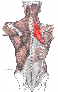 Rhomboid Muscles, a Tucked Pelvis and the Psoas