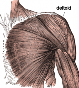 Deltoid muscle of the shoulder
