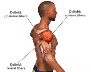 the deltoids muscle has three heads