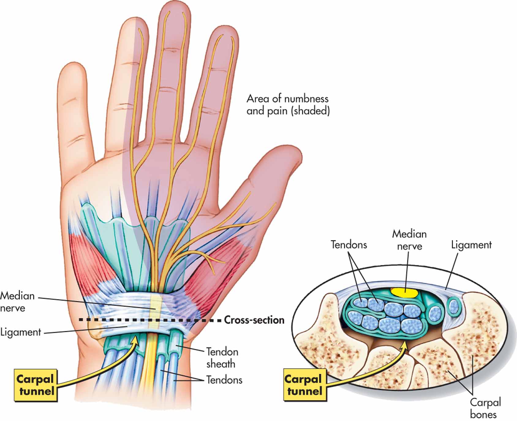 the-wrist-and-carpal-tunnel-corewalking