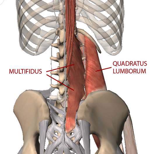 lumbosacral muscles