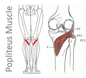 popliteus muscle