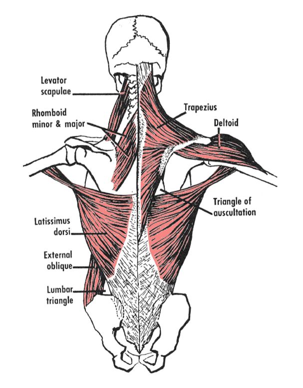 The Levator Scapulae Muscle