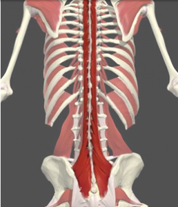 deep muscles of the spine