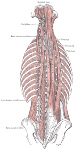 deep muscles of the spine