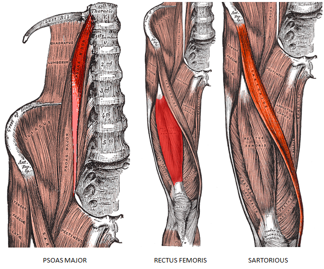 hip flexor muscles diagram