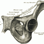 inguinal ligament