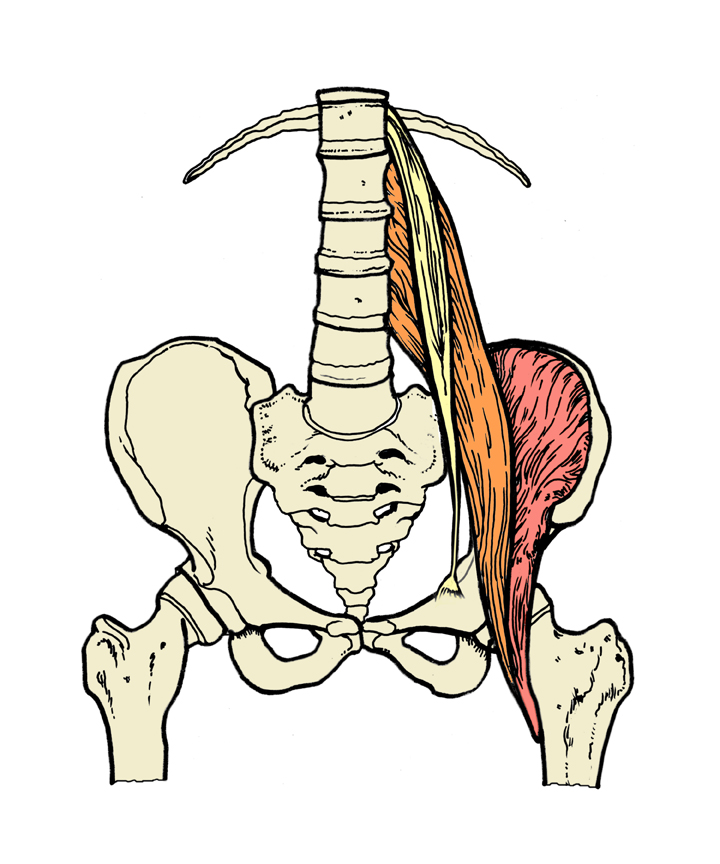 Большая седалищная мышца. PSOAS Major мышца. PSOAS Minor мышца.