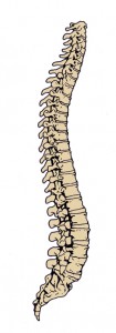 Neck pain and lower back pain are often connected. A poorly alinged lower back affects the neck