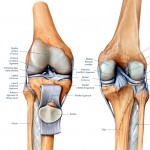 quadriceps acts like a pulley