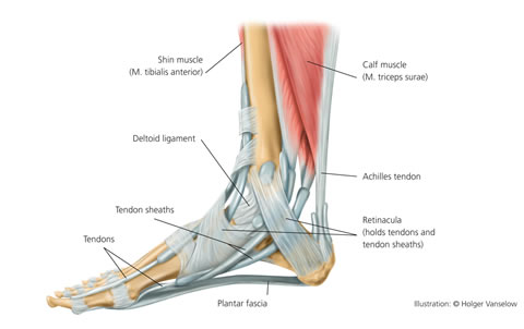 Ligaments, Muscles, and Tendons