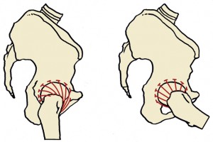 the iliofemoral ligament twists into a neutral position and straightens during flexion.