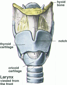 The hyoid bone is the body's only free floating bone.