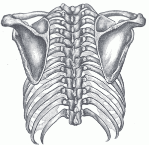 The shoulder girdle is four bones that connect to the rib cage in only one spot