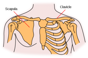 The shoulder girdle is four bones that connect to the rib cage at the clavicle and sternum