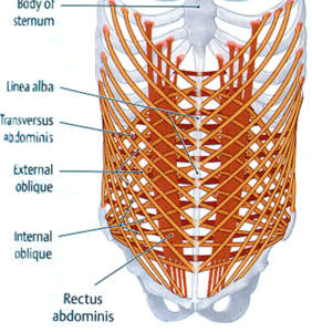 muscles around rib cage