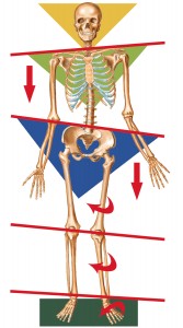 A balanced pelvis is key to a healthy body
